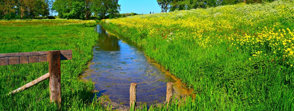 Nederlands landschap met water - website voor waterschap